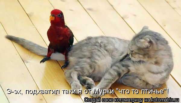 Котоматрица: Э-эх, подхватил таки я от Мурки "что то птичье"!