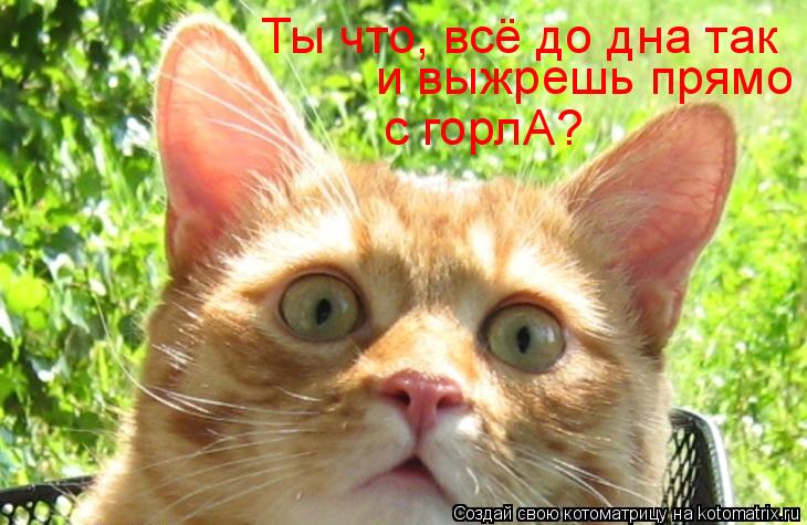 Ты что, всё до дна так и выжрешь прямо с горлА?... Котоматрица: Ты что, всё до дна так и выжрешь прямо с горлА?