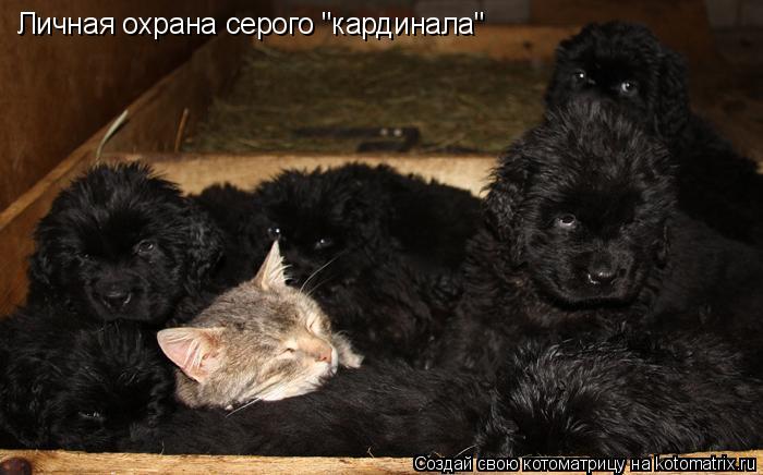 Личная охрана серого "кардинала"... Котоматрица: Личная охрана серого "кардинала"