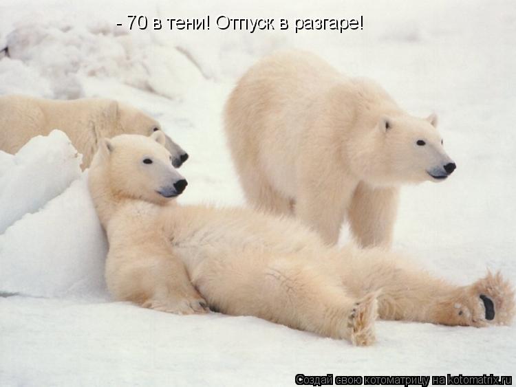 - 70 в тени! Отпуск в разгаре!... Котоматрица: - 70 в тени! Отпуск в разгаре!