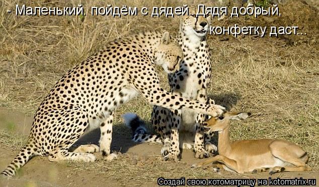 - Маленький. пойдём с дядей. Дядя добрый, конфетку даст...... Котоматрица: - Маленький. пойдём с дядей. Дядя добрый, конфетку даст...