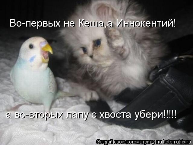 Во-первых не Кеша,а Иннокентий! а во-вторых лапу с хвоста убери!!!!!... Котоматрица: Во-первых не Кеша,а Иннокентий! а во-вторых лапу с хвоста убери!!!!!