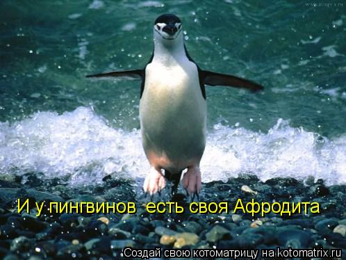 И у пингвинов есть своя Афродита... Котоматрица: И у пингвинов есть своя Афродита