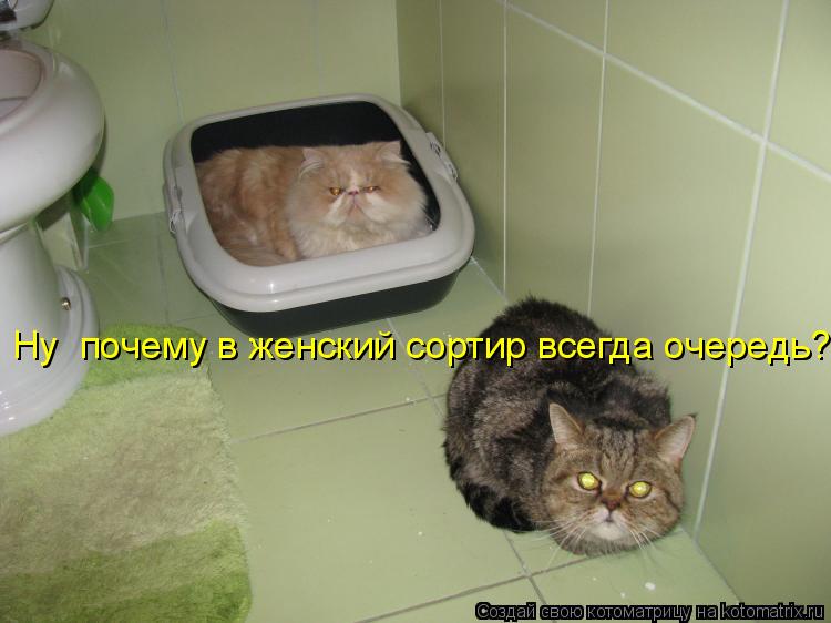 Ну почему в женский сортир всегда очередь?... Котоматрица: Ну почему в женский сортир всегда очередь?
