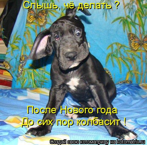 Слышь, чё делать ? После Нового года До сих пор колбасит !... Котоматрица: Слышь, чё делать ? После Нового года До сих пор колбасит !