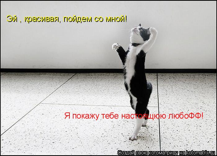 Эй , красивая, пойдем со мной! Я покажу тебе настоящюю любоФФ!... Котоматрица: Эй , красивая, пойдем со мной! Я покажу тебе настоящюю любоФФ!
