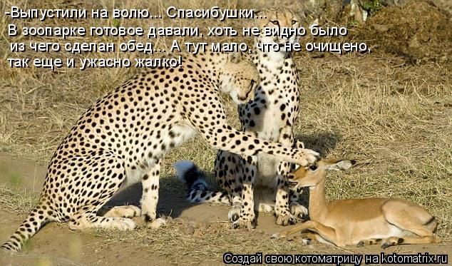 -Выпустили на волю... Спасибушки... В зоопарке готовое давали, хоть не видно было из чего сделан обе... Котоматрица: -Выпустили на волю... Спасибушки... В зоопарке готовое давали, хоть не видно было из чего сделан обед... А тут мало, что не очищено, так еще и уж