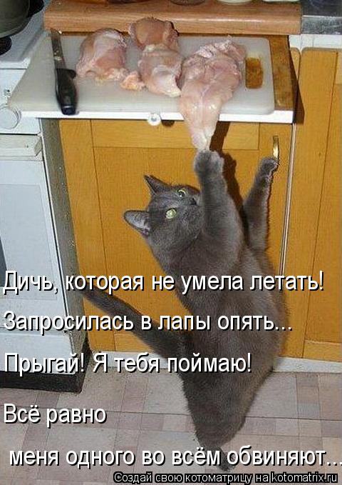 Дичь, которая не умела летать! Запросилась в лапы опять... Прыгай! Я тебя поймаю! Всё равно меня од... Котоматрица: Дичь, которая не умела летать! Запросилась в лапы опять... Прыгай! Я тебя поймаю! Всё равно меня одного во всём обвиняют...