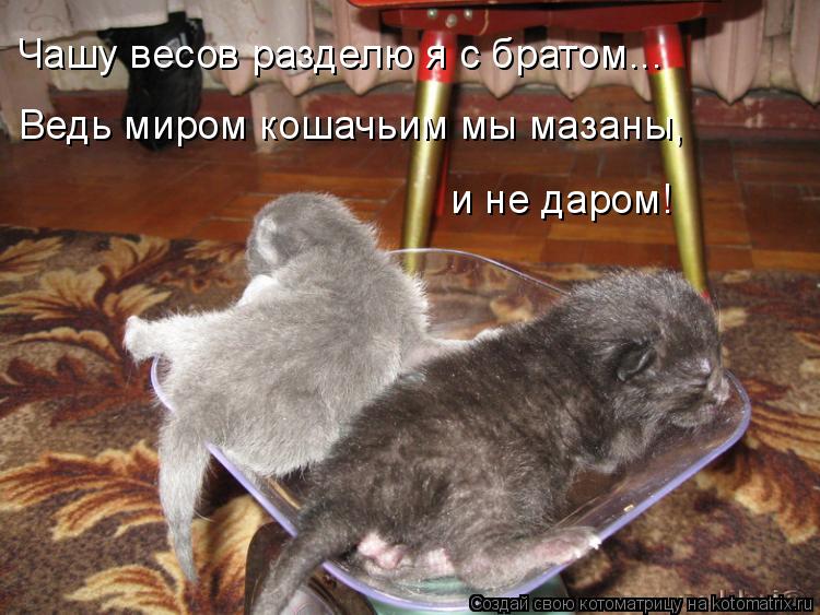 Чашу весов разделю я с братом... Ведь миром кошачьим мы мазаны, и не даром!... Котоматрица: Чашу весов разделю я с братом... Ведь миром кошачьим мы мазаны, и не даром!