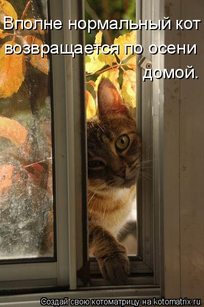 Вполне нормальный кот возвращается по осени домой.... Котоматрица: Вполне нормальный кот возвращается по осени домой.