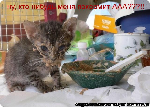 ну, кто нибудь меня покормит ААА???!!... Котоматрица: ну, кто нибудь меня покормит ААА???!!