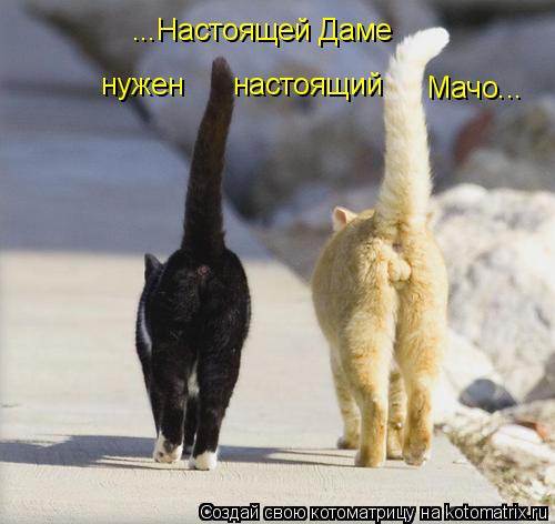 нужен настоящий Мачо... ...Настоящей Даме... Котоматрица: нужен настоящий Мачо... ...Настоящей Даме