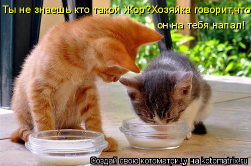 Ты не знаешь кто такой Жор?Хозяйка говорит,что он на тебя напал!... Котоматрица: Ты не знаешь кто такой Жор?Хозяйка говорит,что он на тебя напал!