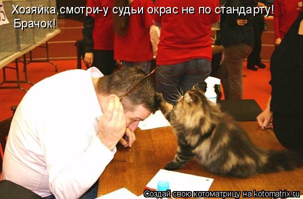 Котоматрица: Хозяйка,смотри-у судьи окрас не по стандарту! Брачок!