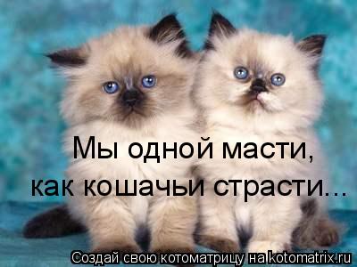 Мы одной масти, как кошачьи страсти...... Котоматрица: Мы одной масти, как кошачьи страсти...