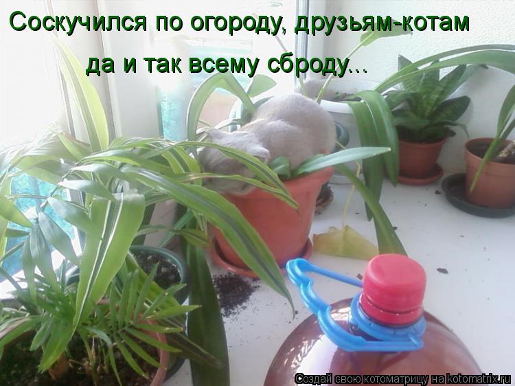 Соскучился по огороду, друзьям-котам да и так всему сброду...... Котоматрица: Соскучился по огороду, друзьям-котам да и так всему сброду...