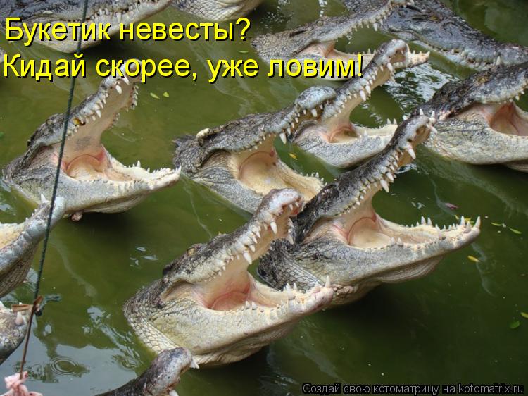Букетик невесты? Кидай скорее, уже ловим!... Котоматрица: Букетик невесты? Кидай скорее, уже ловим!