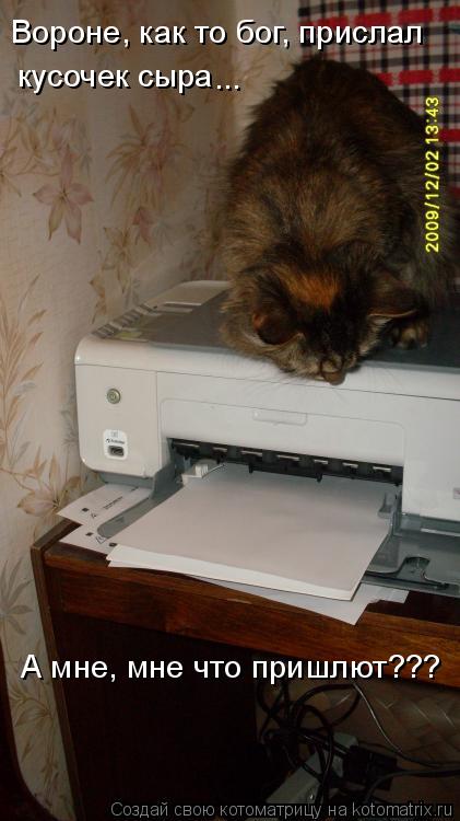 Вороне, как то бог, прислал кусочек сыра ... А мне, мне что пришлют???... Котоматрица: Вороне, как то бог, прислал кусочек сыра ... А мне, мне что пришлют???