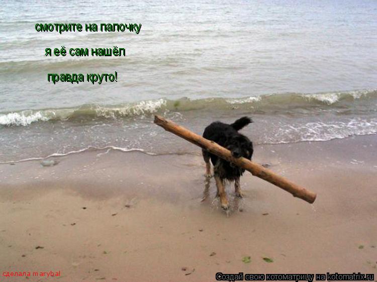 смотрите на палочку я её сам нашёл правда круто! сделала marybal... Котоматрица: смотрите на палочку я её сам нашёл правда круто! сделала marybal