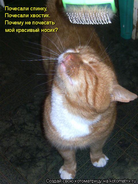 Котоматрица: Почесали спинку, Почесали хвостик. Почему не почесать мой красивый носик?