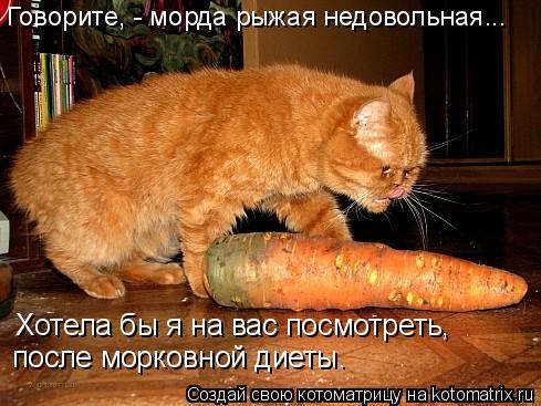 Котоматрица: Говорите, - морда рыжая недовольная... Хотела бы я на вас посмотреть, после морковной диеты.