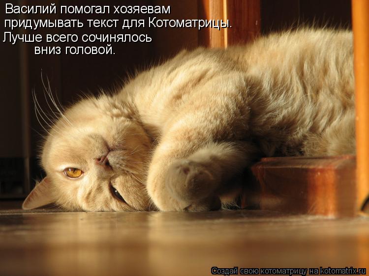 Котоматрица: Василий помогал хозяевам  придумывать текст для Котоматрицы. Лучше всего сочинялось  вниз головой.