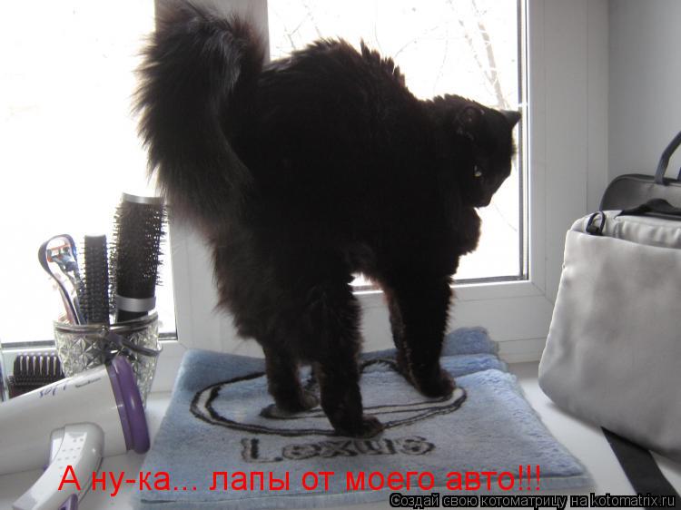 А ну-ка... лапы от моего авто!!!... Котоматрица: А ну-ка... лапы от моего авто!!!