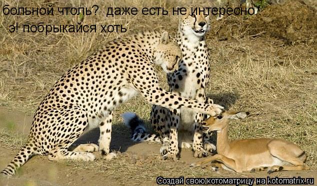 больной чтоль? даже есть не интересно.. э! побрыкайся хоть... Котоматрица: больной чтоль? даже есть не интересно.. э! побрыкайся хоть
