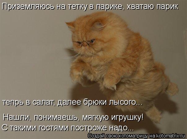 Нашли, понимаешь, мягкую игрушку! С такими гостями построже надо... Приземляюсь на тетку в парике, хв... Котоматрица: Нашли, понимаешь, мягкую игрушку! С такими гостями построже надо... Приземляюсь на тетку в парике, хватаю парик тепрь в салат, далее брюки лыс