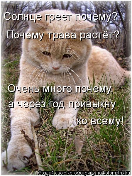 Почему трава растёт? Солнце греет почему? Очень много почему, а через год привыкну ко всему!... Котоматрица: Почему трава растёт? Солнце греет почему? Очень много почему, а через год привыкну ко всему!