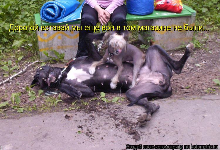 Дорогой,вставай,мы еще вон в том магазине не были...... Котоматрица: Дорогой,вставай,мы еще вон в том магазине не были...