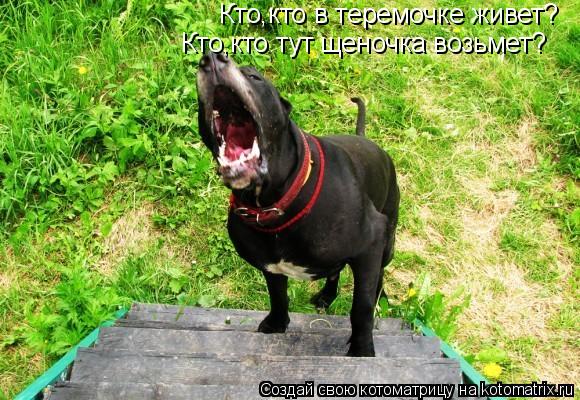 Кто,кто в теремочке живет? Кто,кто тут щеночка возьмет?... Котоматрица: Кто,кто в теремочке живет? Кто,кто тут щеночка возьмет?