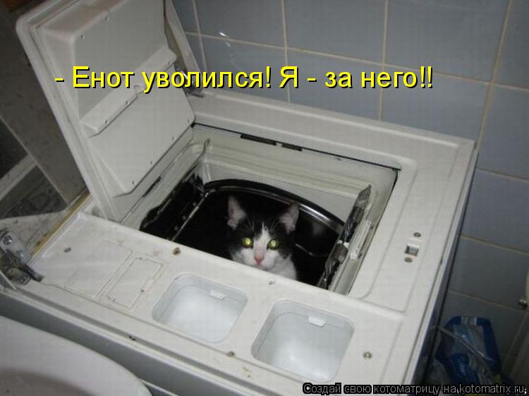 - Енот уволился! Я - за него!!... Котоматрица: - Енот уволился! Я - за него!!
