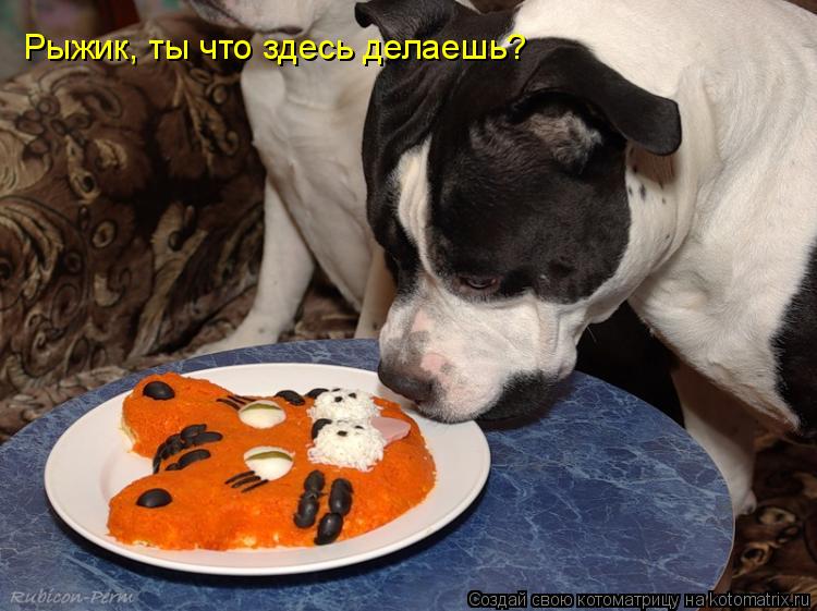 Рыжик, ты что здесь делаешь?... Котоматрица: Рыжик, ты что здесь делаешь?