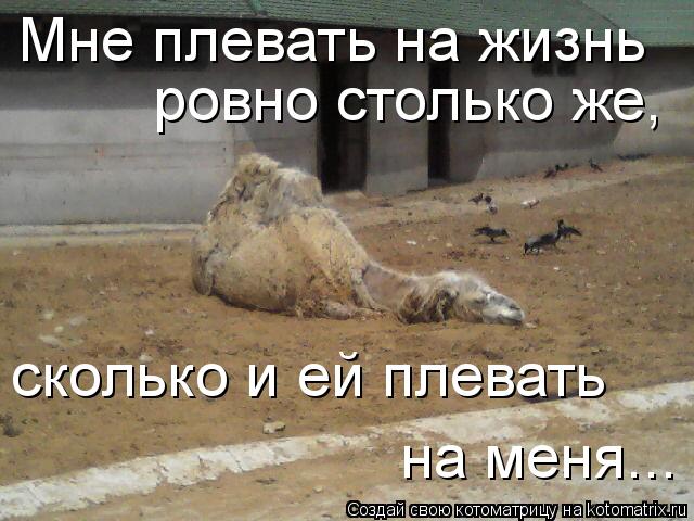 Котоматрица: Мне плевать на жизнь  ровно столько же,  сколько и ей плевать  на меня...