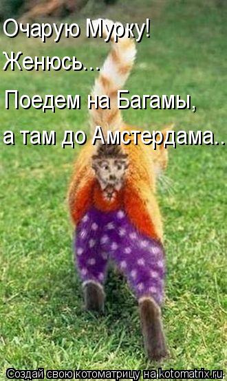 Очарую Мурку! Женюсь... Поедем на Багамы, а там до Амстердама...... Котоматрица: Очарую Мурку! Женюсь... Поедем на Багамы, а там до Амстердама...
