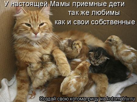 У настоящей Мамы приемные дети как и свои собственные так же любимы... Котоматрица: У настоящей Мамы приемные дети как и свои собственные так же любимы