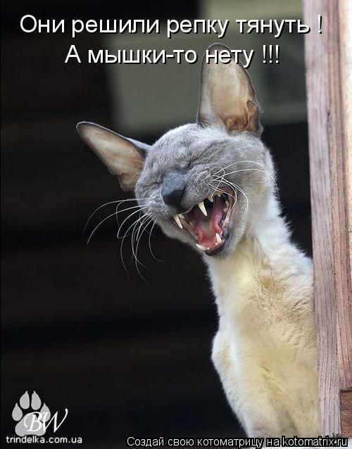 Они решили репку тянуть ! А мышки-то нету !!!... Котоматрица: Они решили репку тянуть ! А мышки-то нету !!!