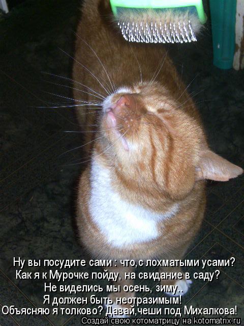 Котоматрица: Ну вы посудите сами : что,с лохматыми усами? Как я к Мурочке пойду, на свидание в саду? Объясняю я толково? Давай,чеши под Михалкова! Не видели