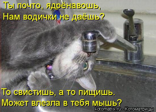 Котоматрица: Ты почто, ядрёнавошь, Нам водички не даёшь? То свистишь, а то пищишь. Может влезла в тебя мышь?