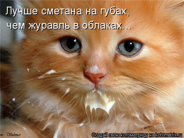 Лучше сметана на губах, чем журавль в облаках...... Котоматрица: Лучше сметана на губах, чем журавль в облаках...