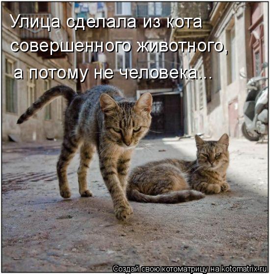 Улица сделала из кота совершенного животного, а потому не человека...... Котоматрица: Улица сделала из кота совершенного животного, а потому не человека...