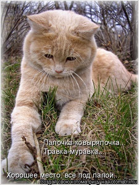 Палочка-ковырялочка... Травка-муравка... Хорошее место, все под лапой...... Котоматрица: Палочка-ковырялочка... Травка-муравка... Хорошее место, все под лапой...