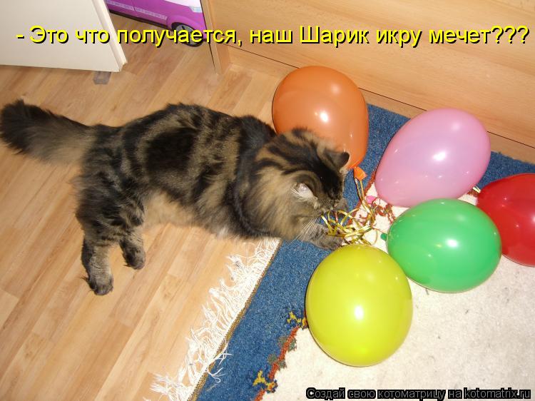 Котоматрица: - Это что получается, наш Шарик икру мечет???
