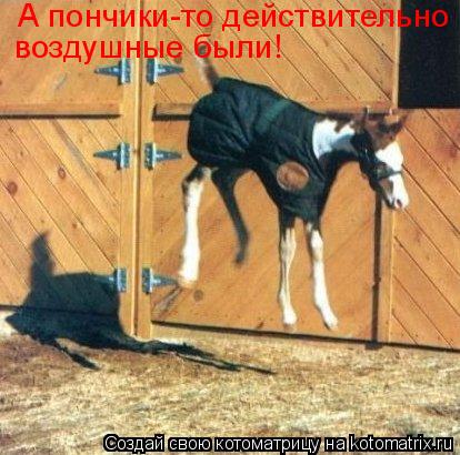 Котоматрица: А пончики-то действительно  воздушные были!