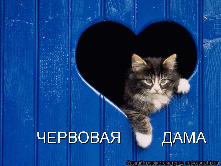 ЧЕРВОВАЯ ДАМА... Котоматрица: ЧЕРВОВАЯ ДАМА