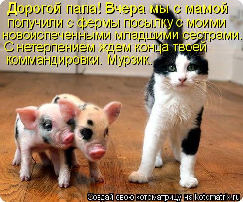 Котоматрица: Дорогой папа! Вчера мы с мамой  получили с фермы посылку с моими  новоиспеченными младшими сестрами. С нетерпением ждем конца твоей комманд