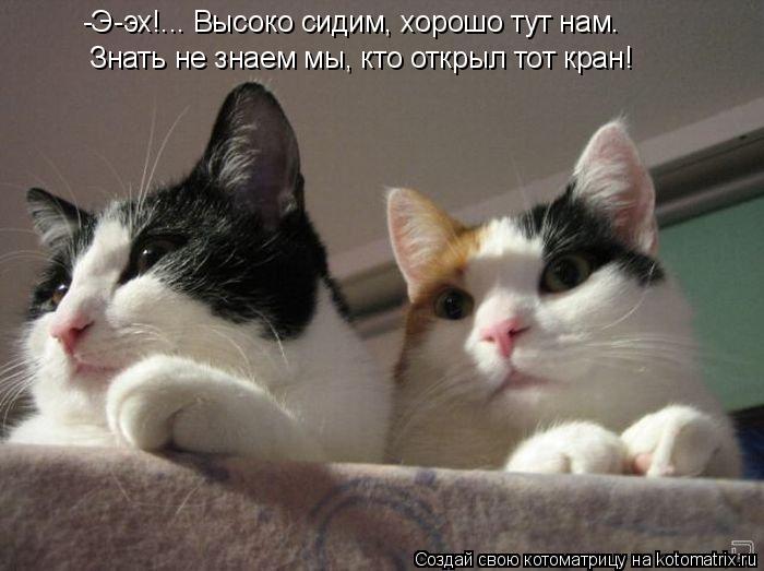 Котоматрица: Знать не знаем мы, кто открыл тот кран! -Э-эх!... Высоко сидим, хорошо тут нам.