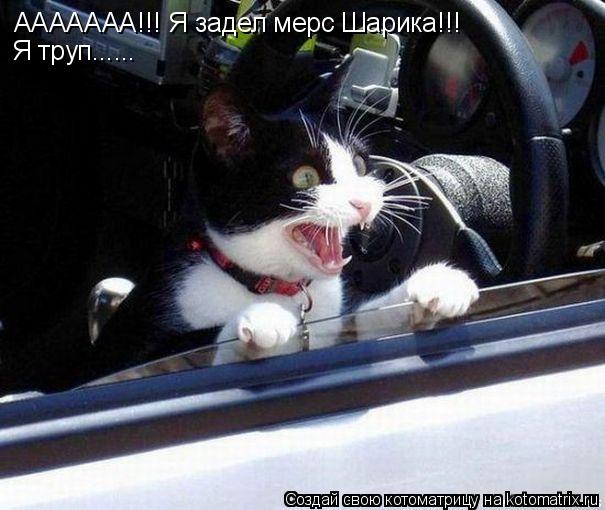 Котоматрица: ААААААА!!! Я задел мерс Шарика!!! Я труп......