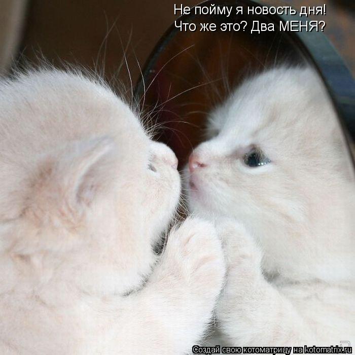 Котоматрица: Не пойму я новость дня! Что же это? Два МЕНЯ?